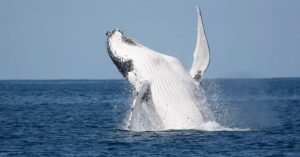 Gas Exploration Resumption Looms, Whale Migration under Threat