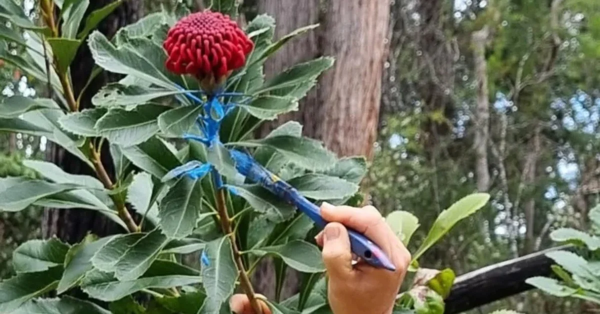 waratahs